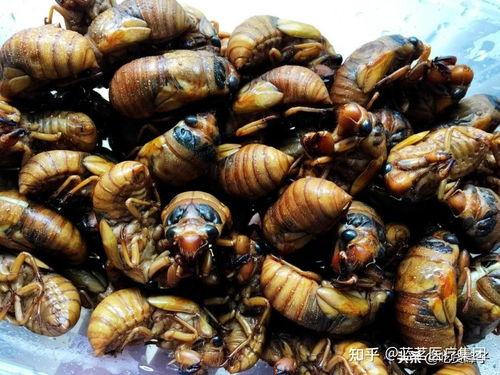 娱乐吃瓜酱知了,知了带你领略娱乐圈新鲜事