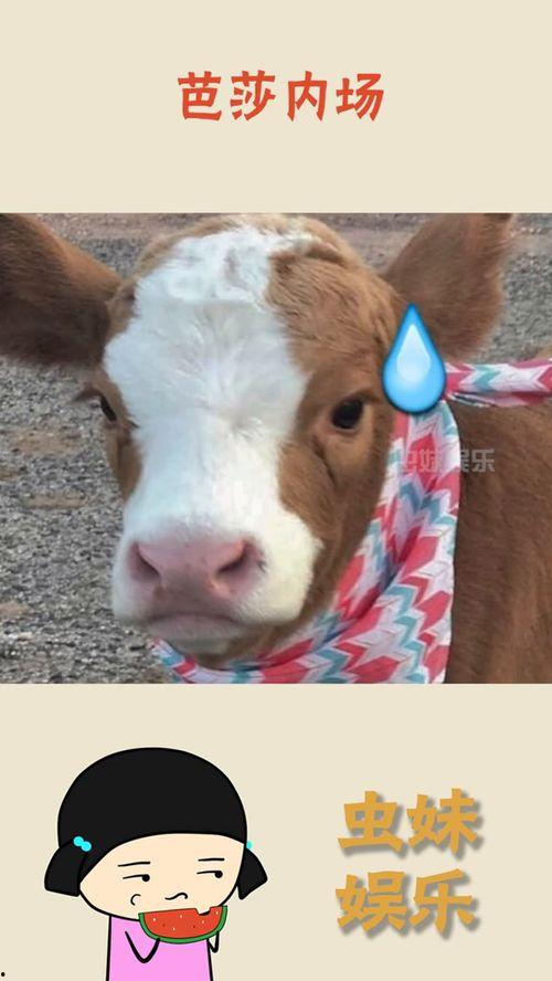 娱乐吃瓜酱道歉,揭秘背后真相与反思